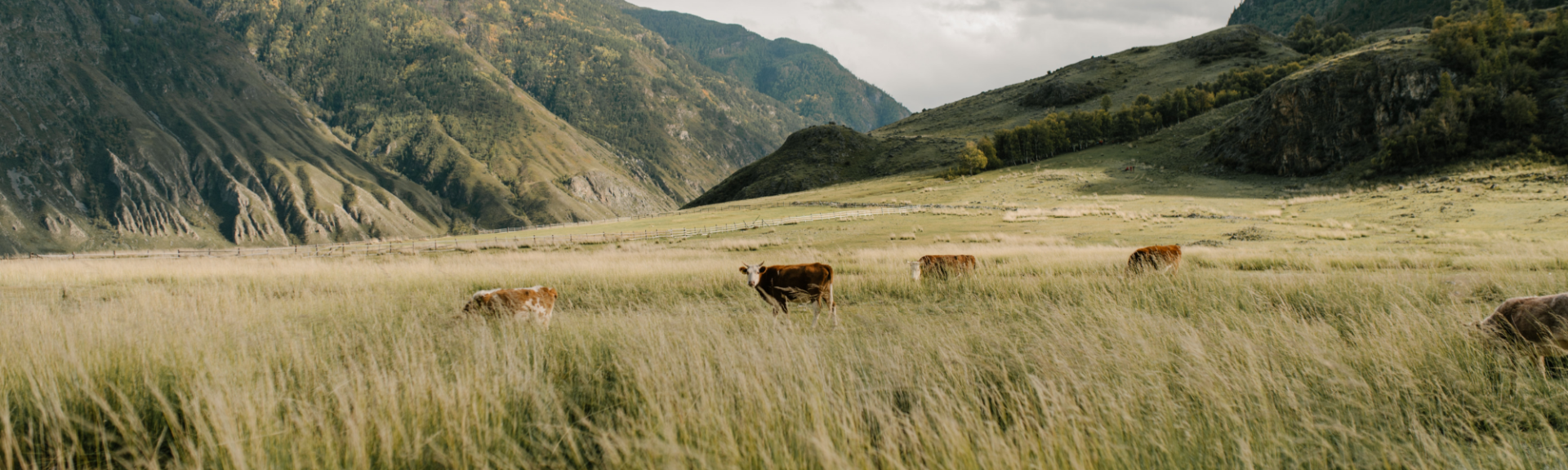 hoogwegt header cows on a field