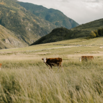 hoogwegt header cows on a field